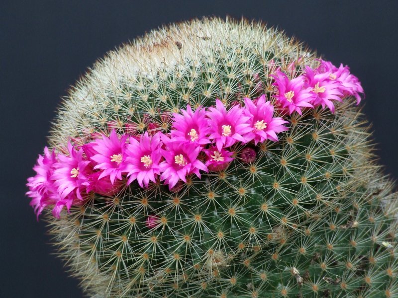 Mammillaria spinosissima 