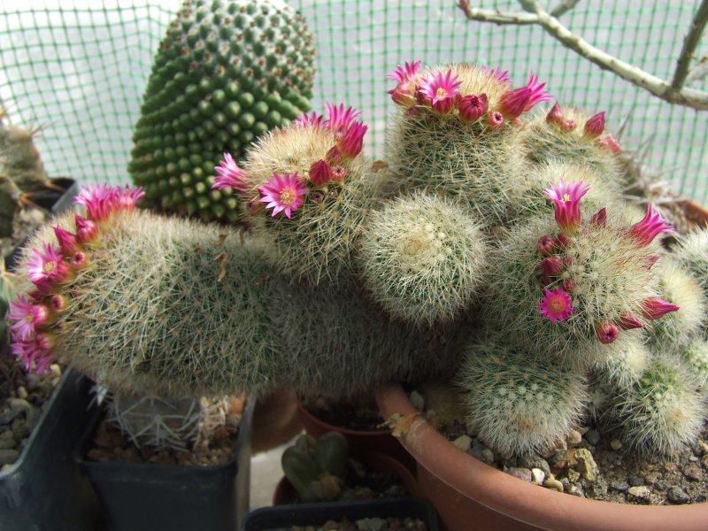 Mammillaria spinosissima 