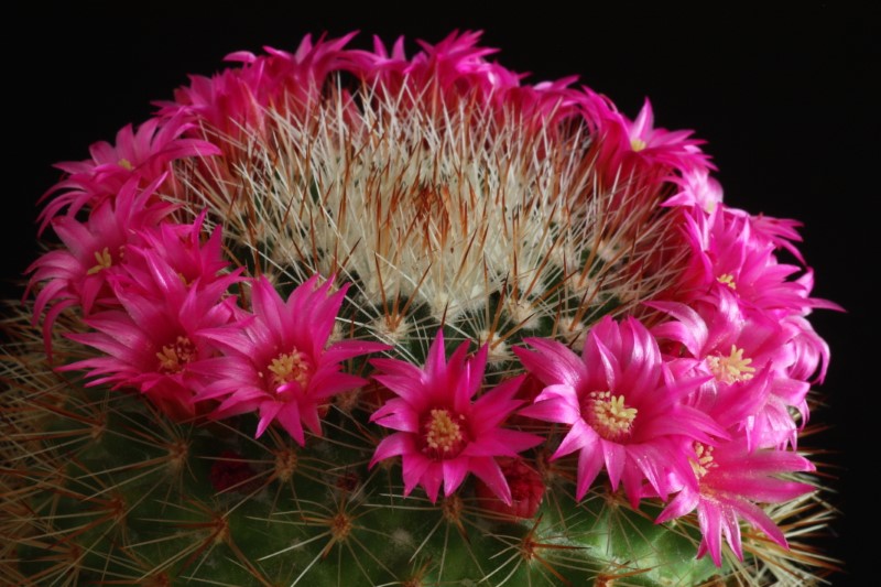 Mammillaria spinosissima 