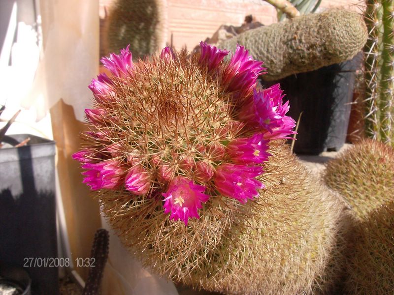Mammillaria spinosissima 