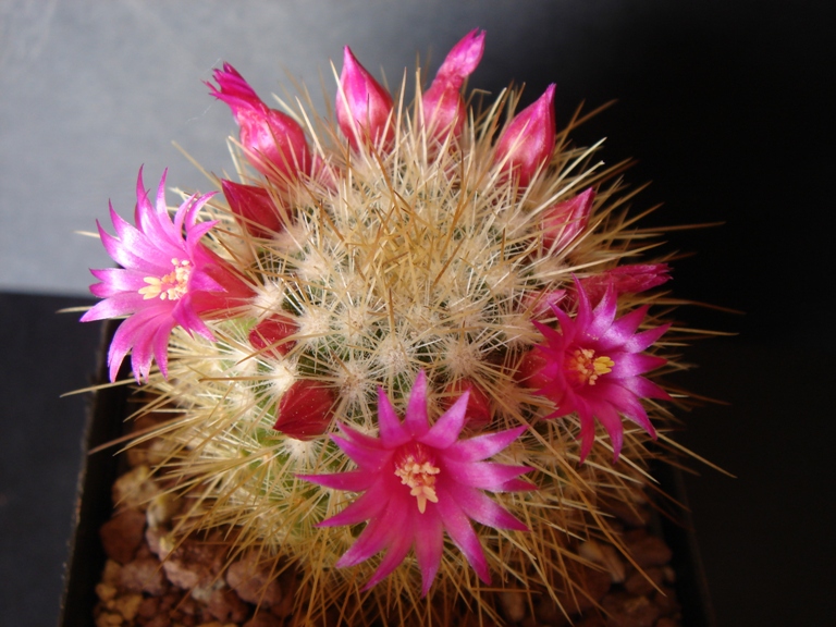 Mammillaria spinosissima 