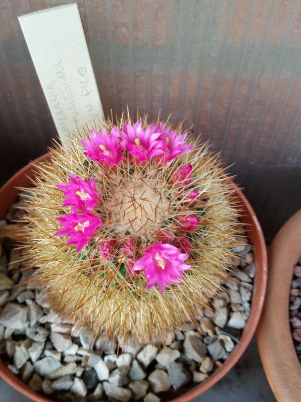 Mammillaria spinosissima cv. un pico 