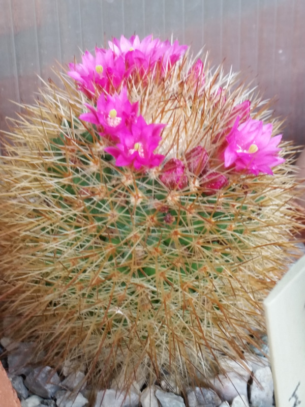 Mammillaria spinosissima cv. un pico 