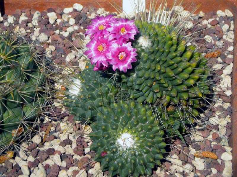 Mammillaria spinosissima cv. Un pico 