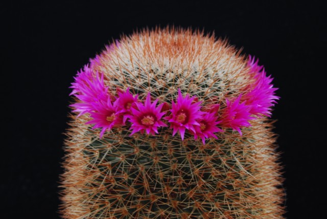 mammillaria spinosissima 