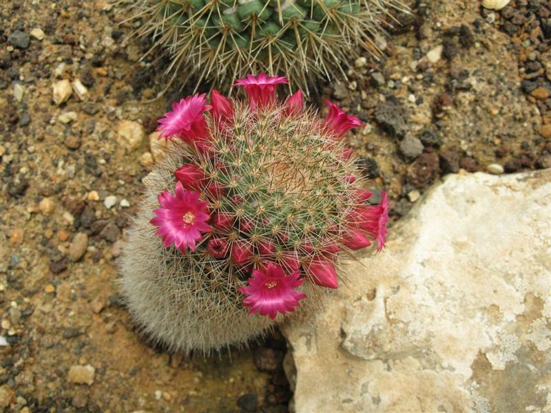 Mammillaria spinosissima 