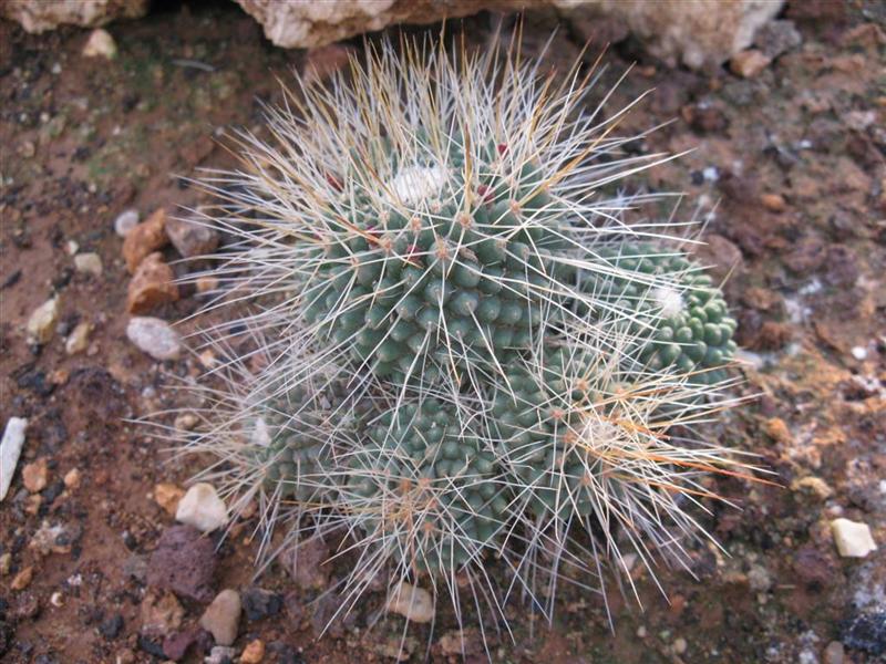 Mammillaria spinosissima cv. un pico 