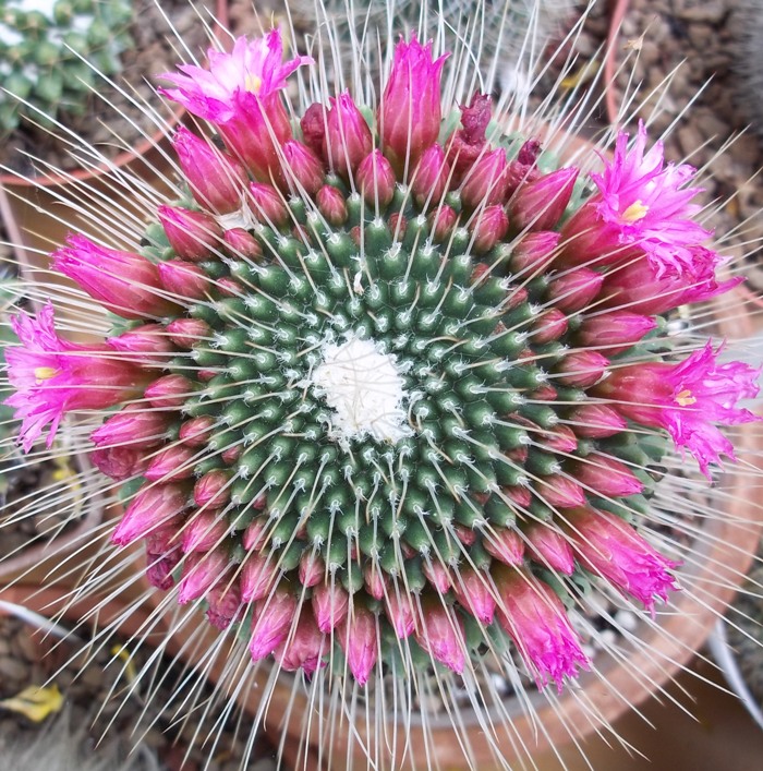 Mammillaria polythele cv. un pico 