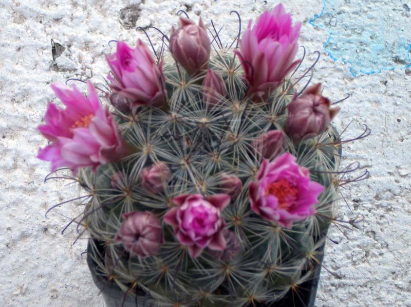 Mammillaria stampferi 