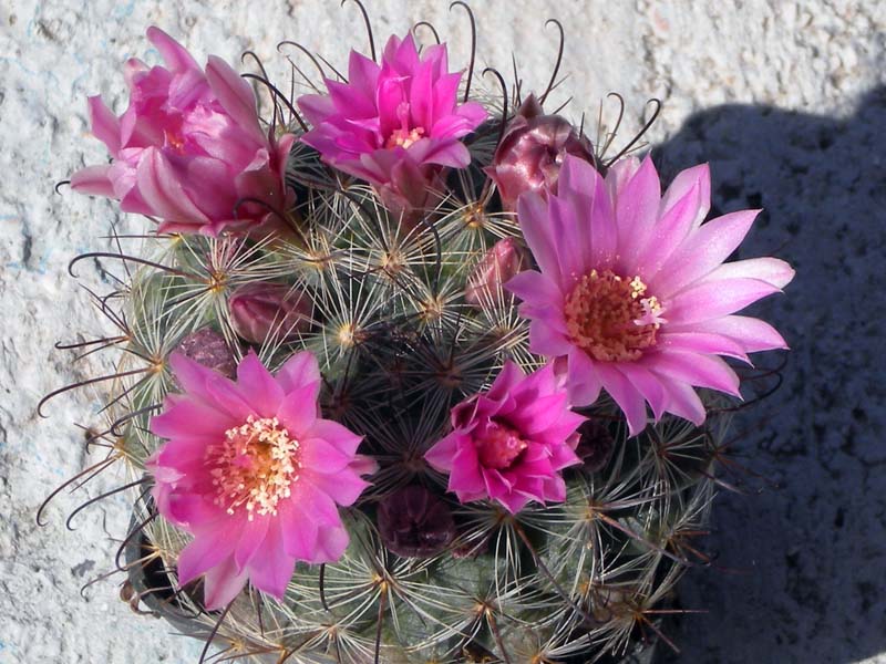 Mammillaria longiflora ssp. stampferi 