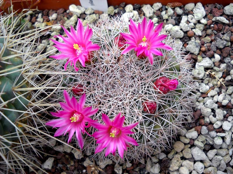 Mammillaria standleyi 