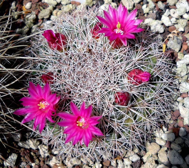 Mammillaria standleyi 