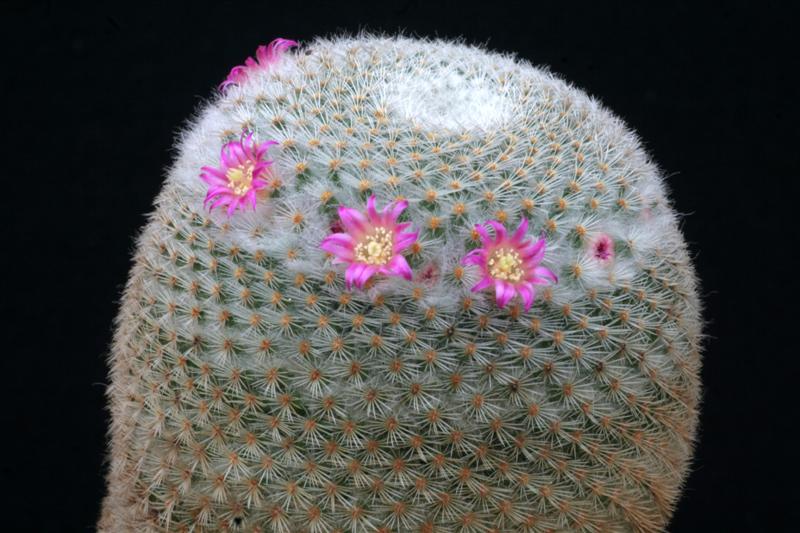 Mammillaria supertexta 