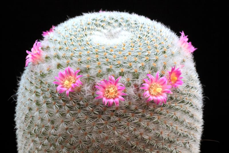 Mammillaria supertexta 