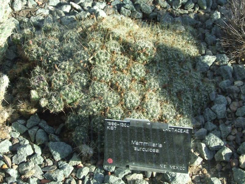 Mammillaria surculosa 