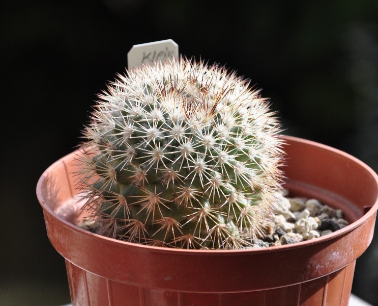 Mammillaria tayloriorum 