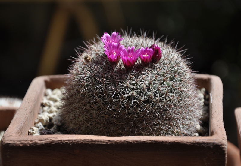 Mammillaria temorisensis Rog709