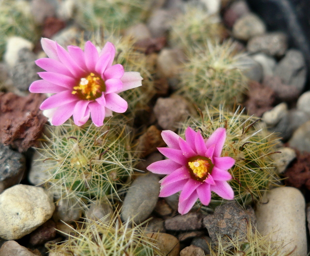 Mammillaria tepexicensis 