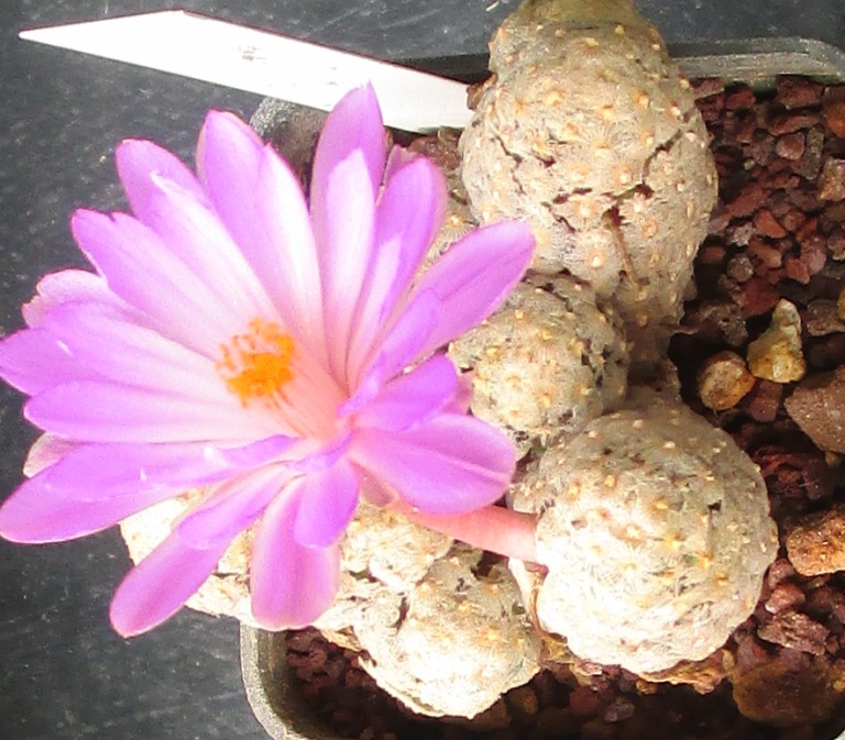 Mammillaria theresae 