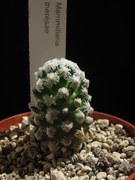 Mammillaria theresae 