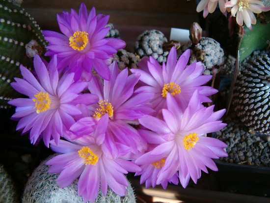 Mammillaria theresae 