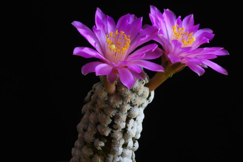 Mammillaria theresae 