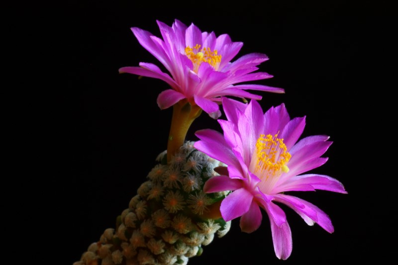 Mammillaria theresae 