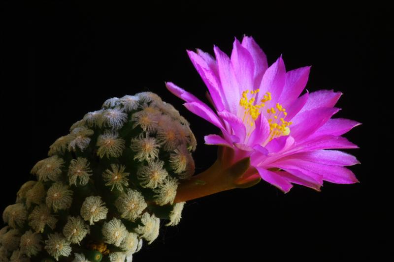 Mammillaria theresae 