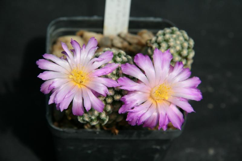 Mammillaria theresae 