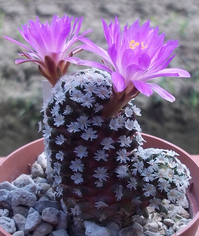 Mammillaria theresae 