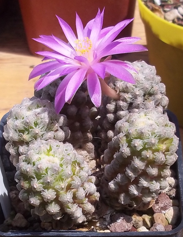 Mammillaria theresae 