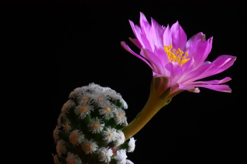 Mammillaria theresae 