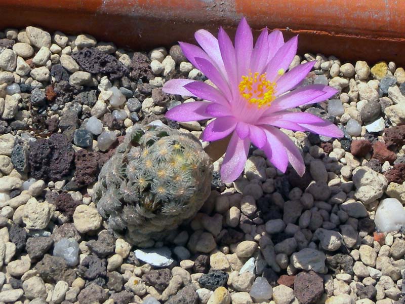 Mammillaria theresae 