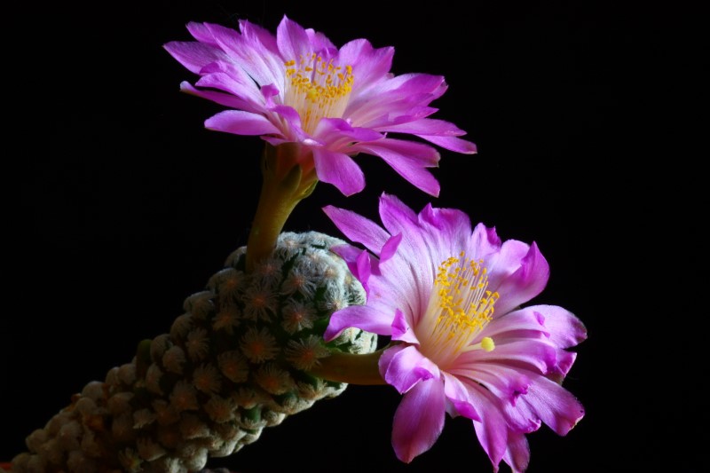 Mammillaria theresae 