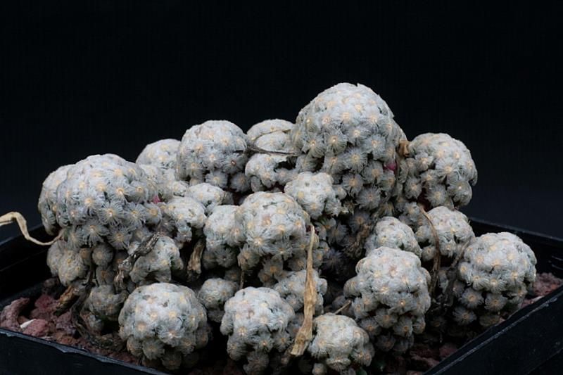 Mammillaria theresae 