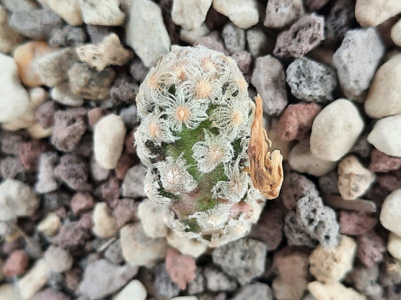 Mammillaria theresae GCG12281