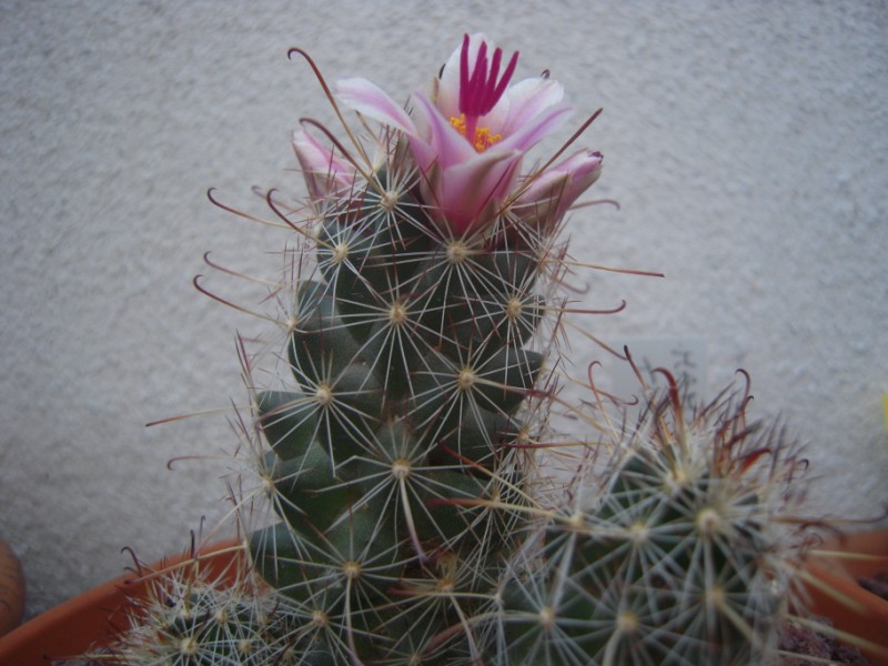 Mammillaria thornberi 