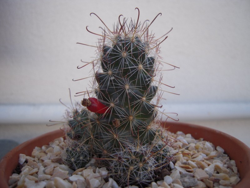 Mammillaria thornberi 