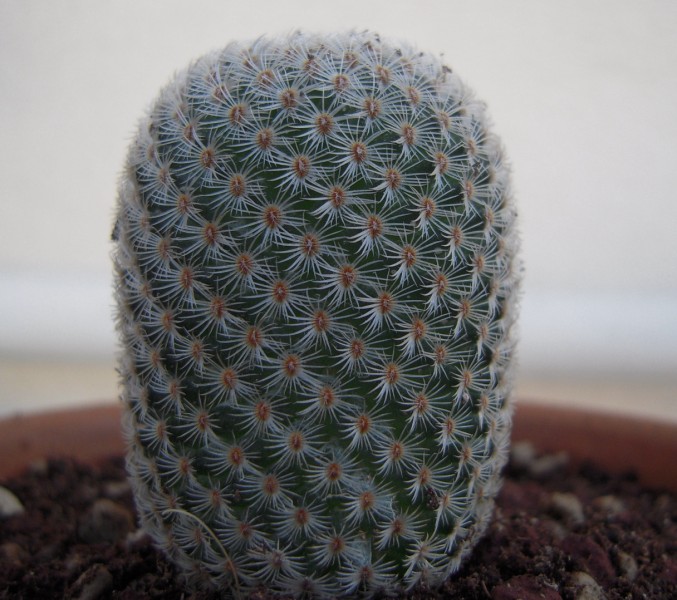 Mammillaria crucigera ssp. tlalocii 