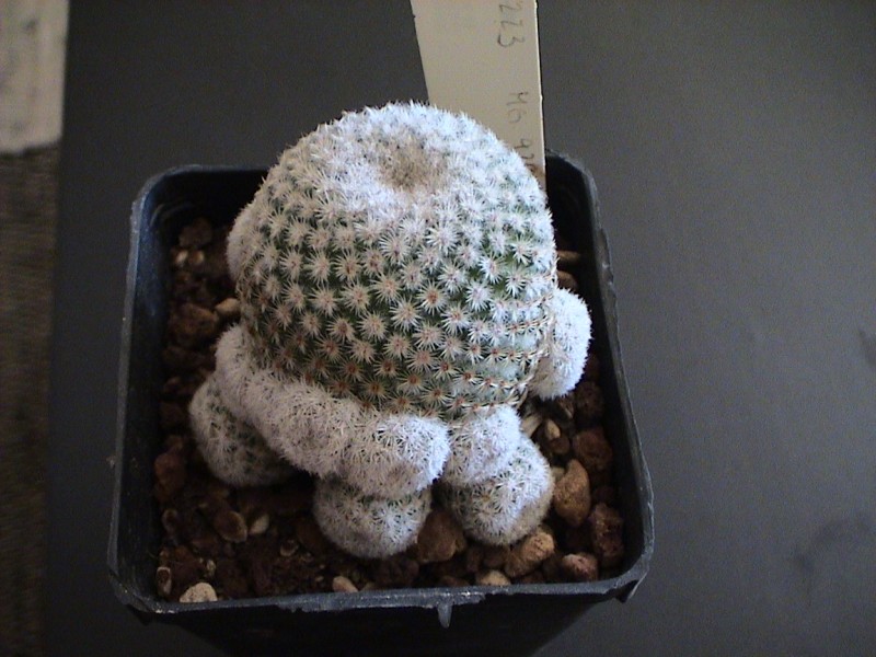 Mammillaria crucigera ssp. tlalocii 