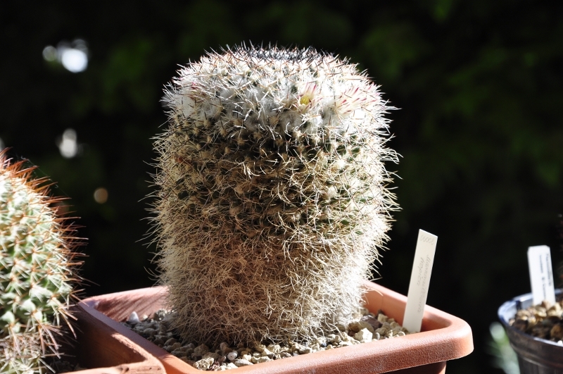 mammillaria tropica