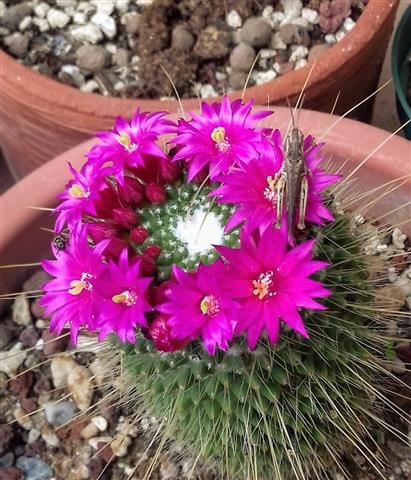 Mammillaria polythele cv. un pico 