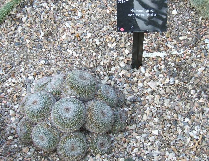 Mammillaria varieaculeata 