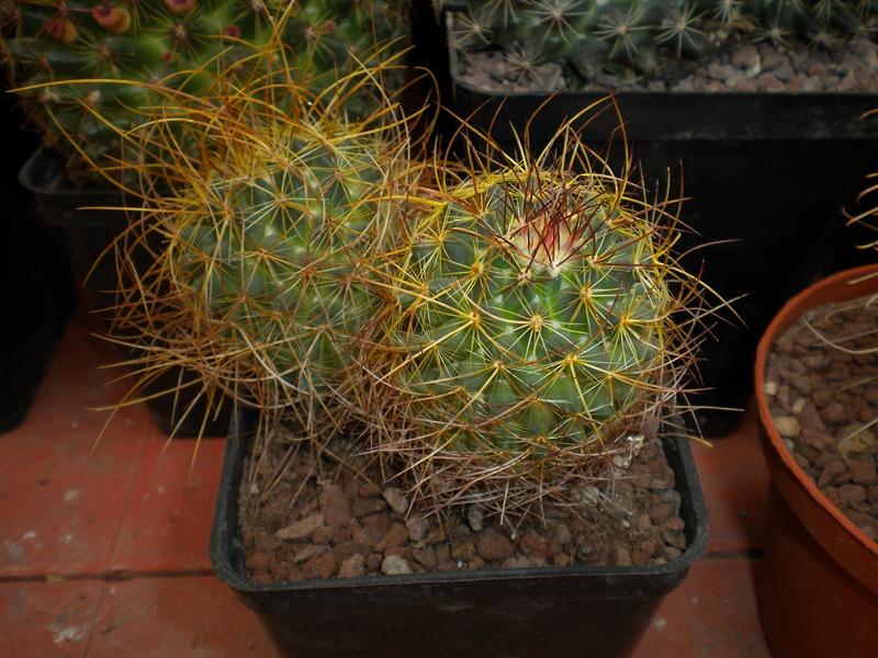 Mammillaria verticealba v. zacatecasensis ML318