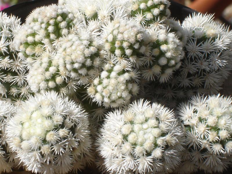 Mammillaria vetula ssp. gracilis cv. arizona snowcap 