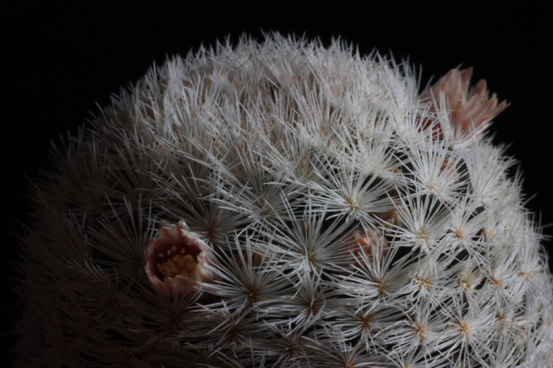 Mammillaria viescensis 