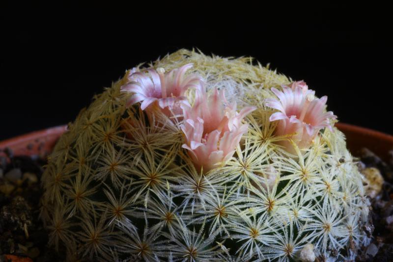 Mammillaria viescensis 