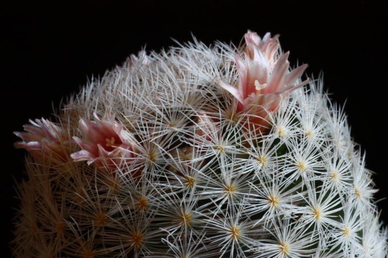 Mammillaria viescensis 