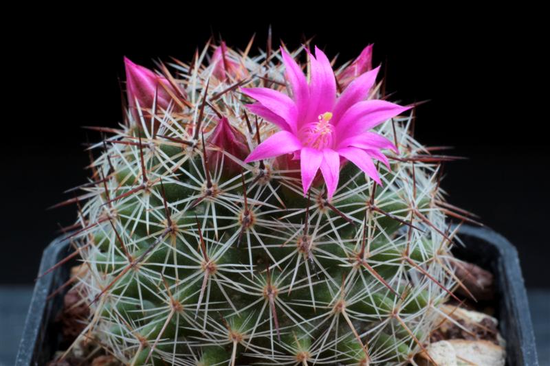 Mammillaria virginis FO 63