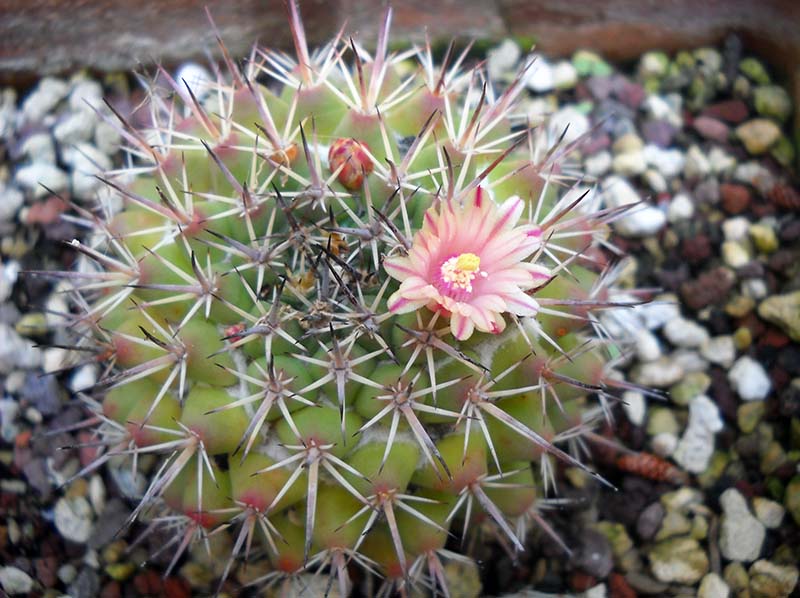 Mammillaria wagneriana 